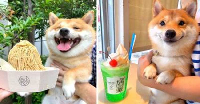 這隻「美食放牠面前就會微笑」的柴犬融化網友，充滿幸福的笑容攻佔國外媒體版面