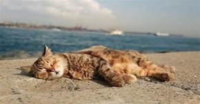 貓咪過夏必備指南，教你如何在夏天正確帶貓咪避暑降溫