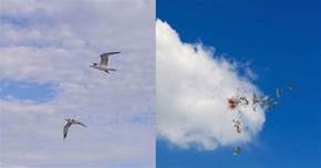 平均每年有上百萬隻鳥，撞到雲爆裂而亡！原來看起來綿綿的雲竟然都暗藏危機